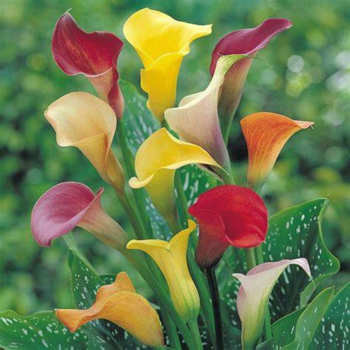Will arum lilies grow in shade?