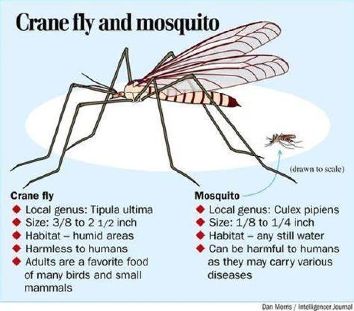 Will crane flies bite?