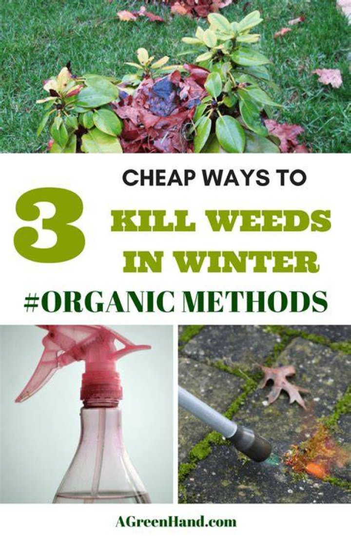 Will freezing temps kill weeds?
