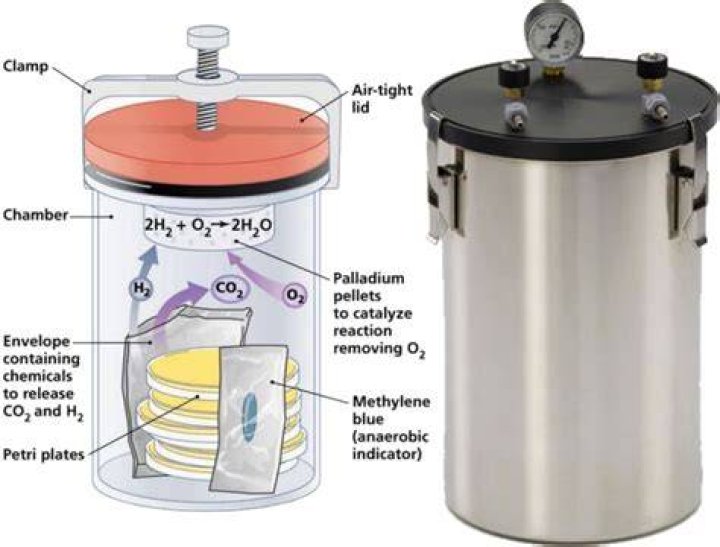 Will microaerophiles grow in an anaerobic jar?
