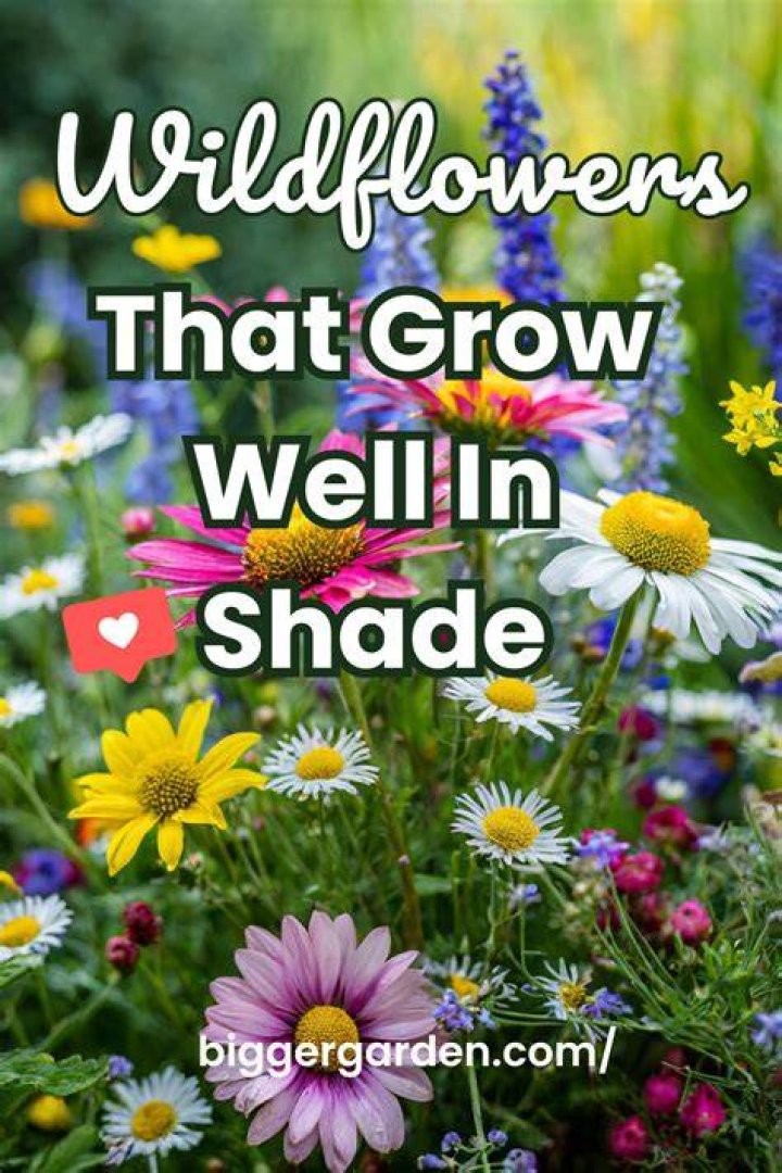 Will wildflowers grow in shade?