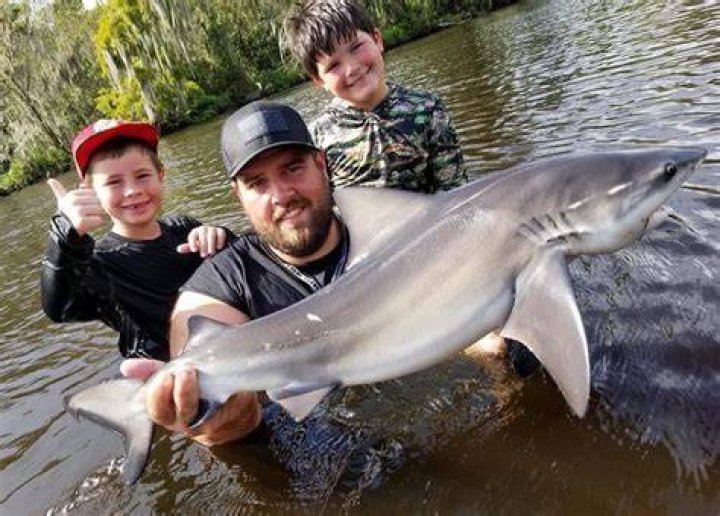 Would a shark die in freshwater?