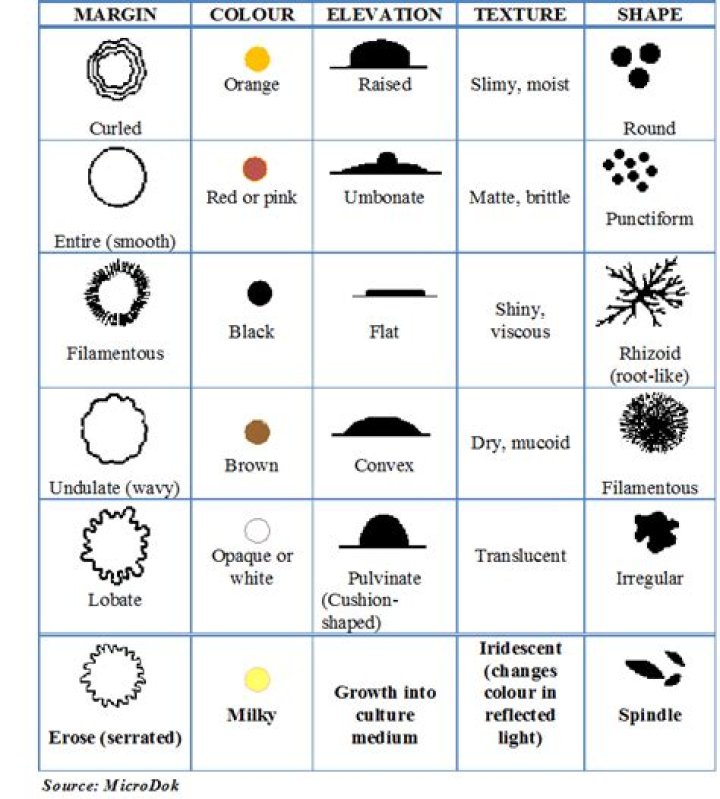 Would cultural characteristics like colony morphology?