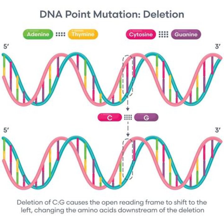 Would point mutation increase mass of dna?